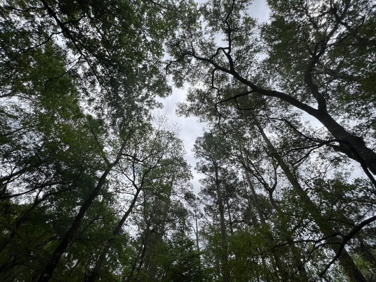 2 Bdrm Treehouse Hideout- Lake Conroe With Boat Ramp Montgomery Eksteriør billede
